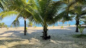Une plage avec des palmiers et un chien.