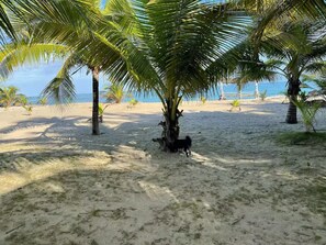 Ein Strand mit Palmen und einem Hund.