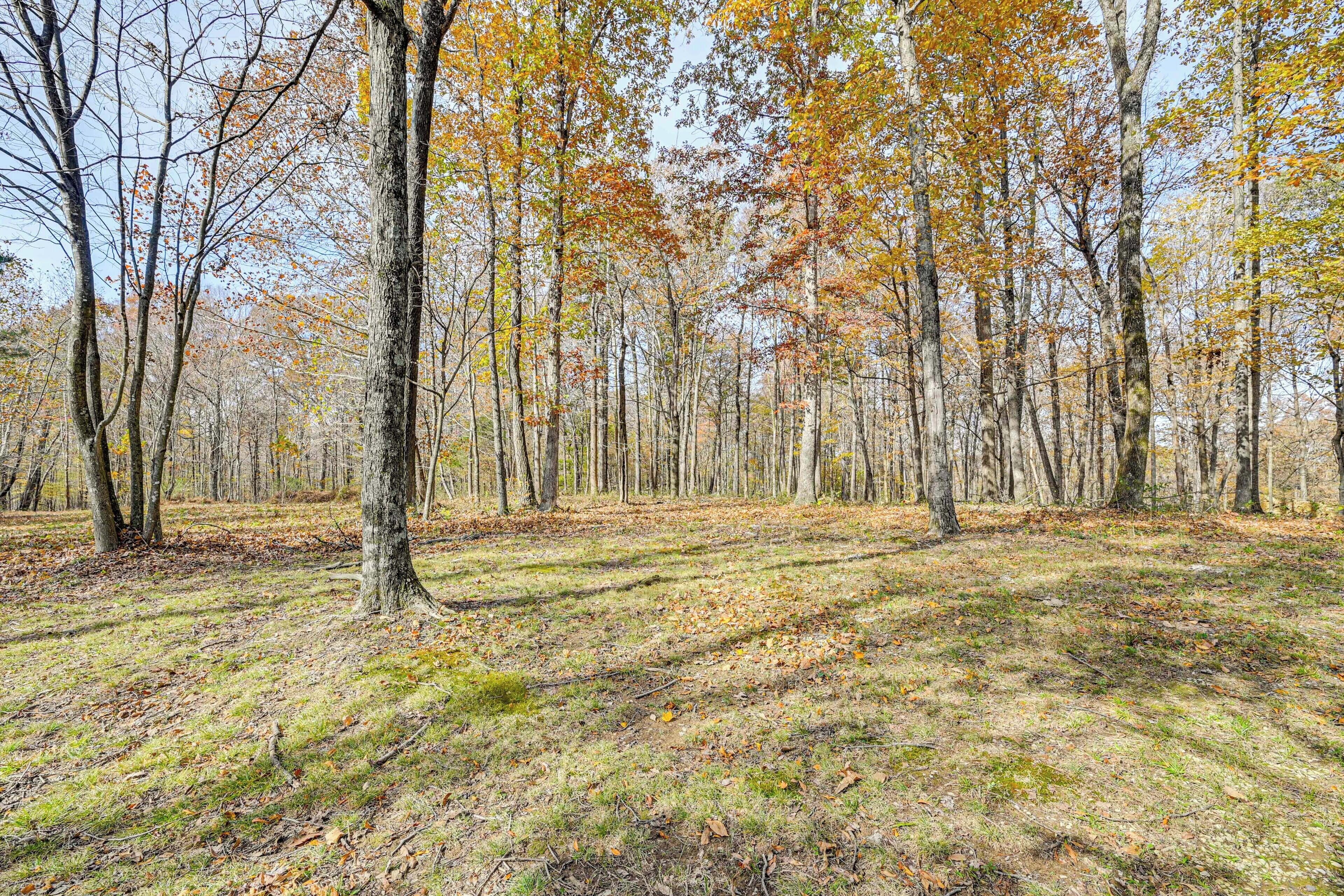 A forest with tall trees and a grassy ground.