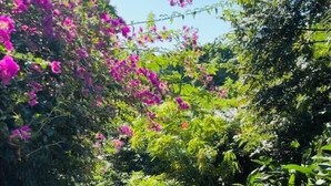 A gravel pathway surrounded by lush greenery and flowering plants. - Beautiful West Bay Beach large 4 br with pool. (West Bay)