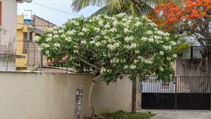 Un arbre aux fleurs blanches devant un mur beige.