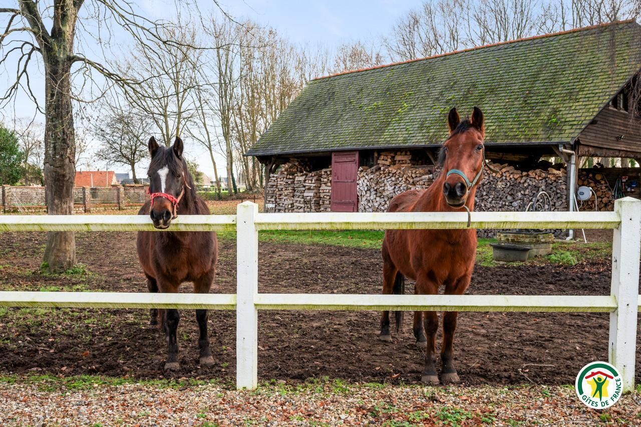 Dos caballos en un área cercada con un establo y árboles al fondo.