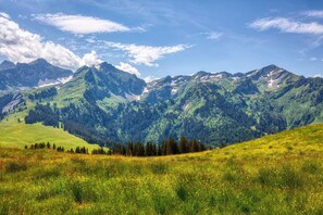 Un paysage montagneux avec des champs verdoyants et des arbres.