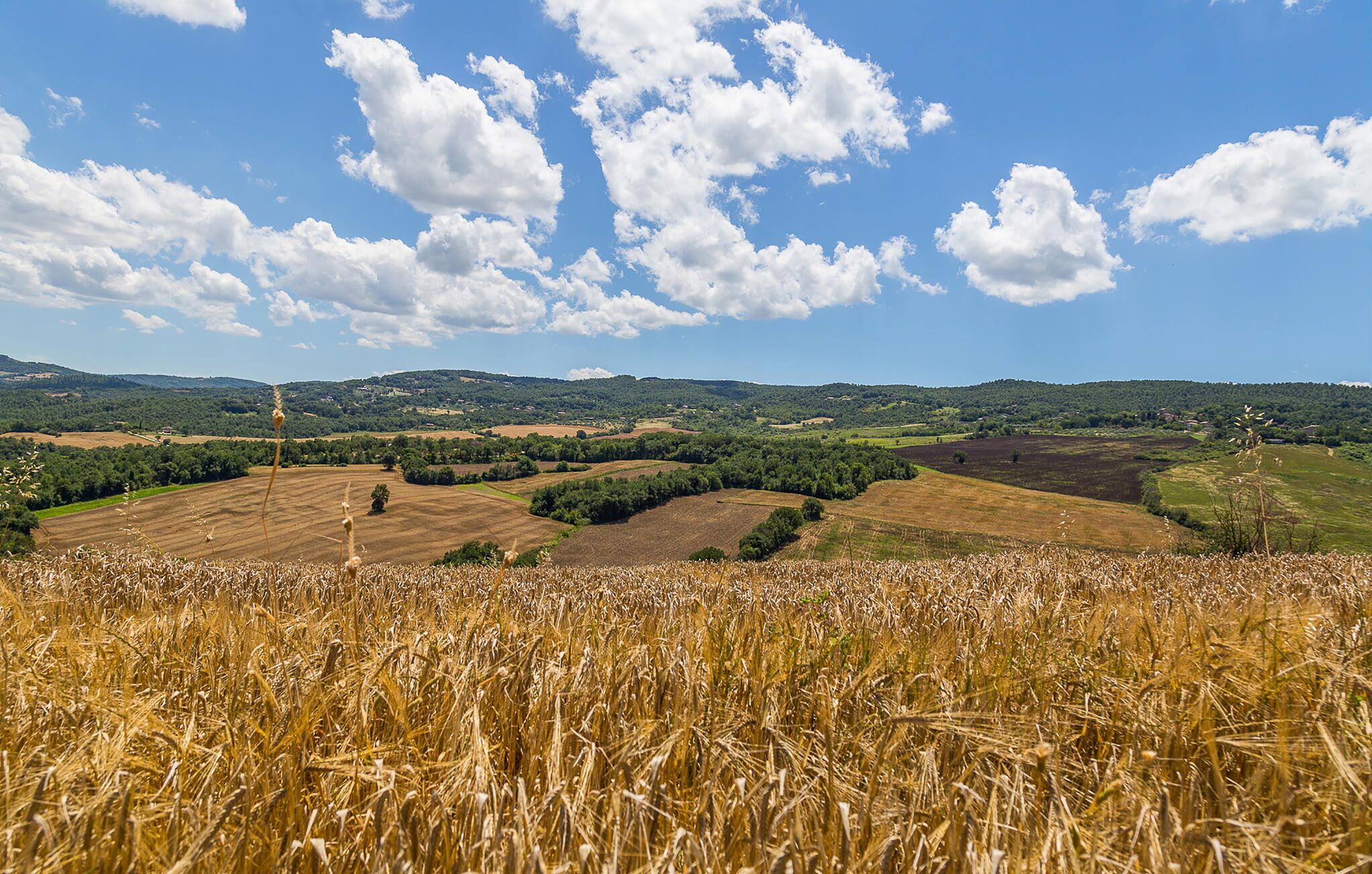 Un extenso campo de trigo con colinas onduladas y árboles dispersos al fondo, bajo un cielo azul despejado.