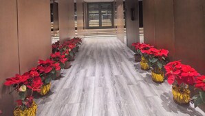 Un couloir au sol en bois, bordé de murs à la finition métallique, et agrémenté de plantes de poinsettia rouges dans des pots dorés.