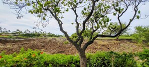 Property grounds - Comfortable, private & luxurious 2 bedroom Mauna Lani townhome (Kamuela)