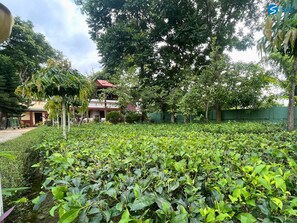 Building design - Say Resort Morning Glory (Mal)