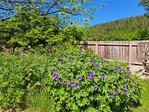 Property grounds - The Owlet - a cosy bolthole in nature with hot tub & starry skies (Oakford)