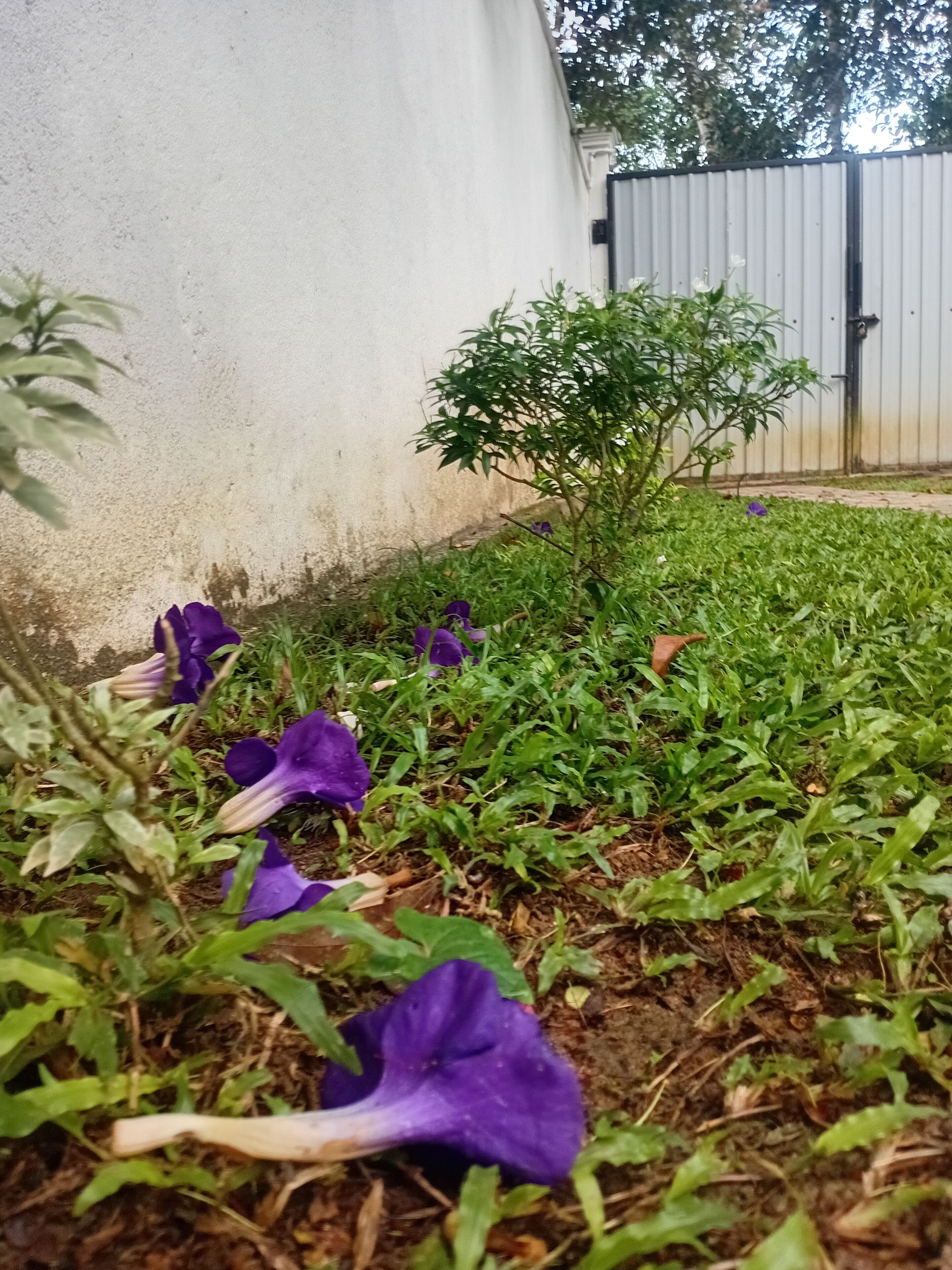 A garden with purple flowers and a small tree.