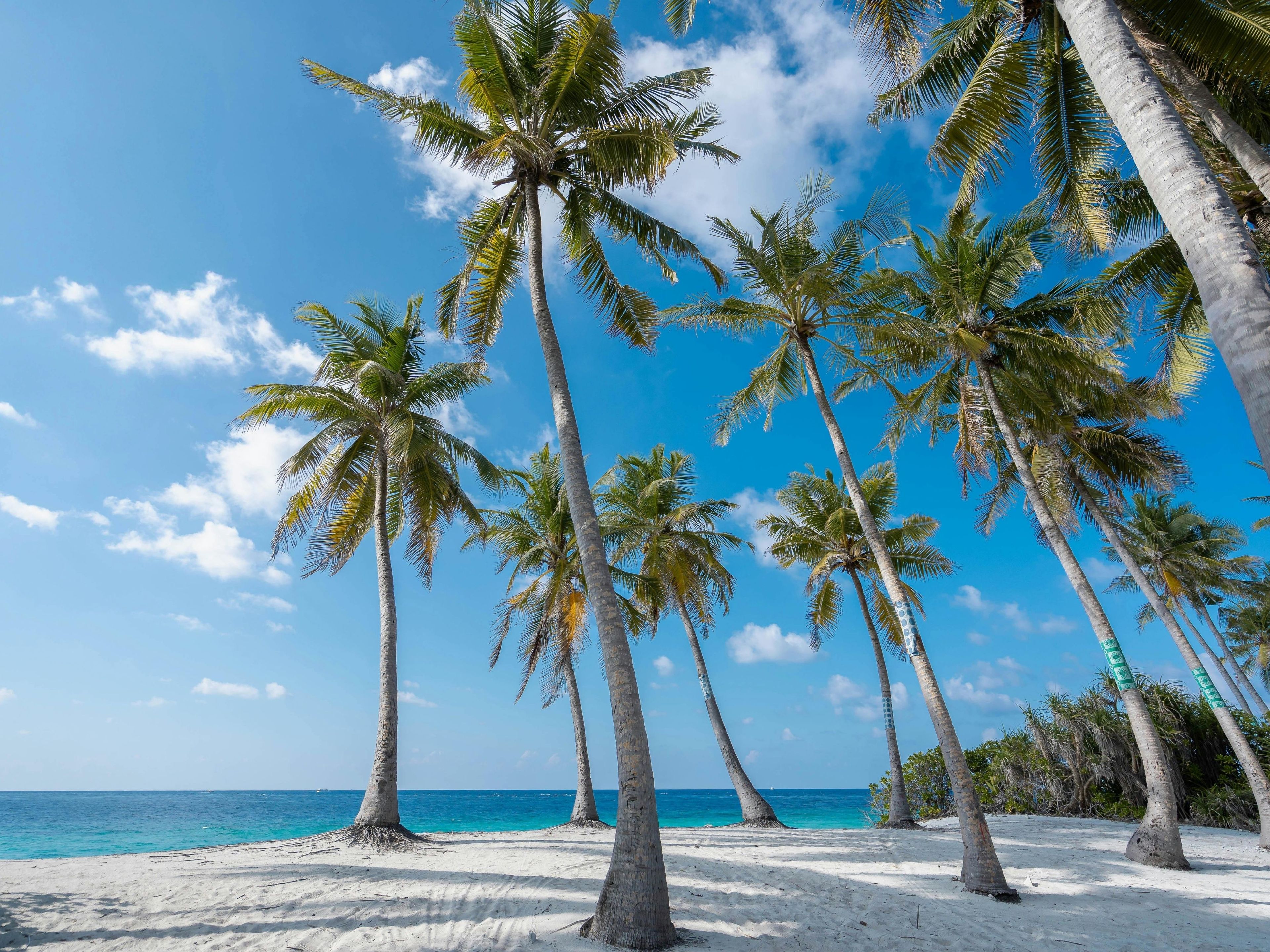 Ein Strand mit Palmen und einem wolkenlosen, blauen Himmel.