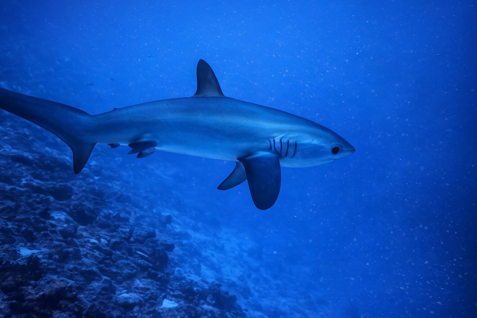 A shark swimming in the ocean.