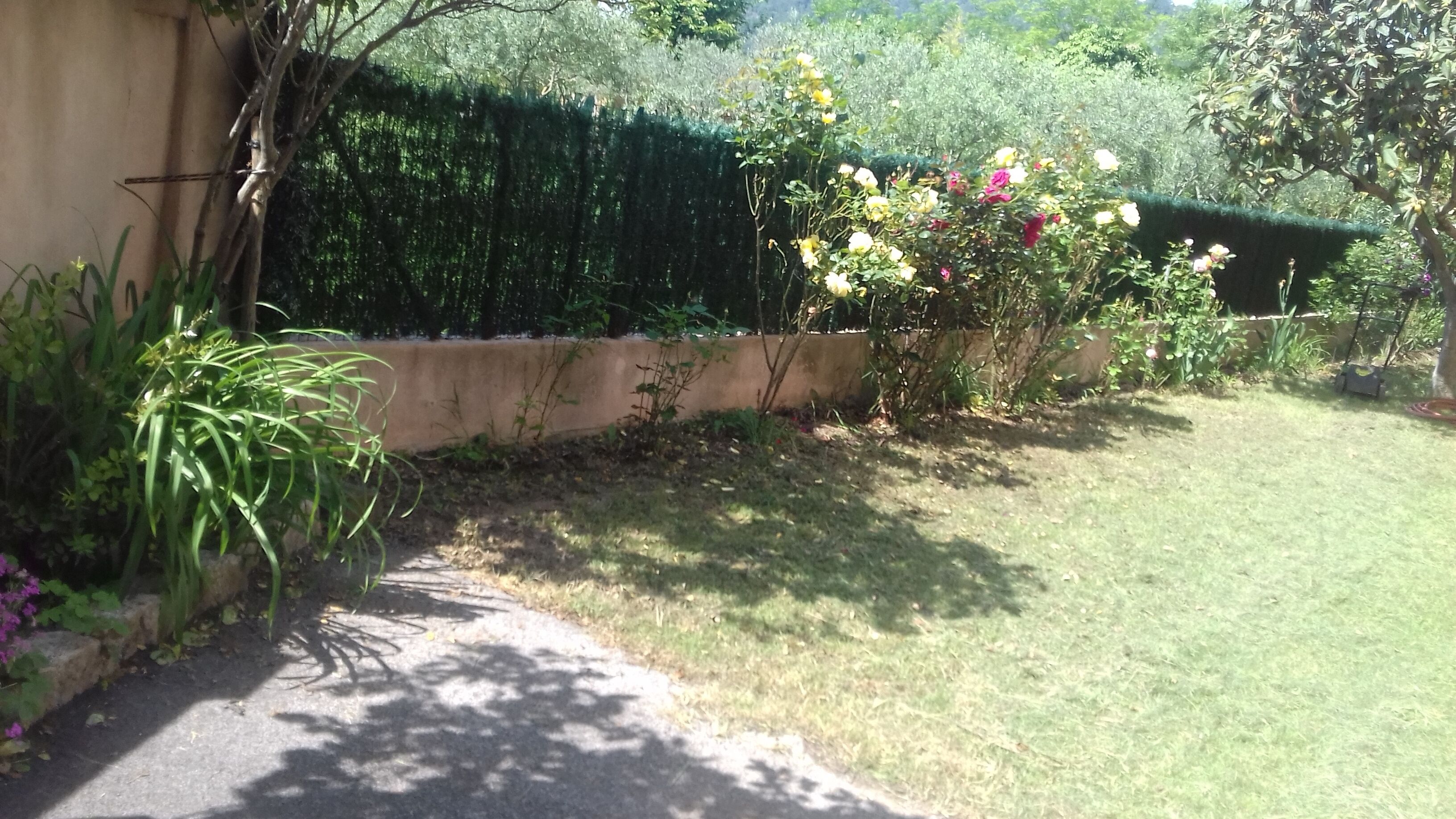 A garden with a hedge, a variety of plants, and a lawn.