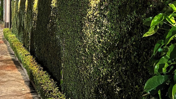 Un bâtiment moderne doté d’un mur végétal vertical, d’une allée pavée et d’un système d’éclairage extérieur.