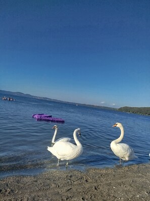 Swans on a lake with a purple floating object. - Gabry House - Sunset on the Lake (anguillara sabazia)