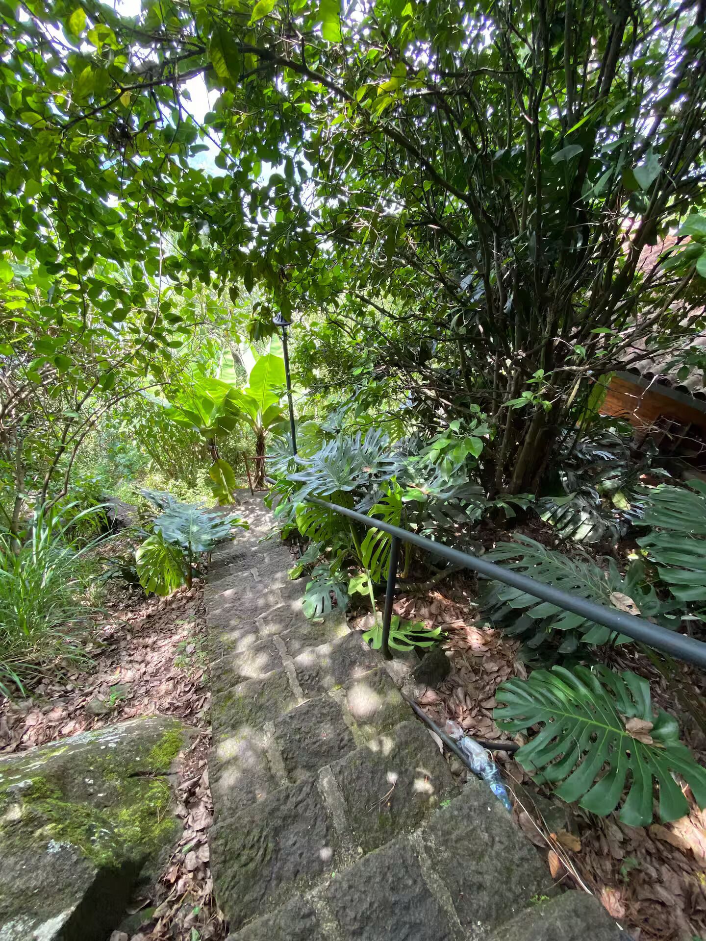 A stone pathway surrounded by lush greenery and large-leafed plants.