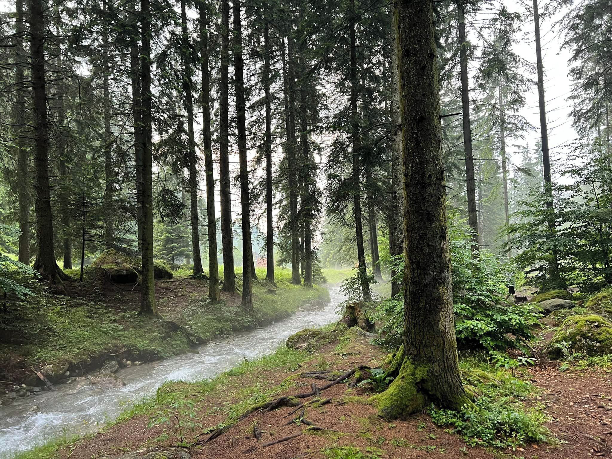 A forest with tall trees and a stream.