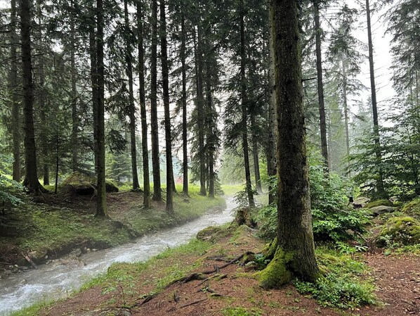 Une forêt avec de grands arbres et un ruisseau.