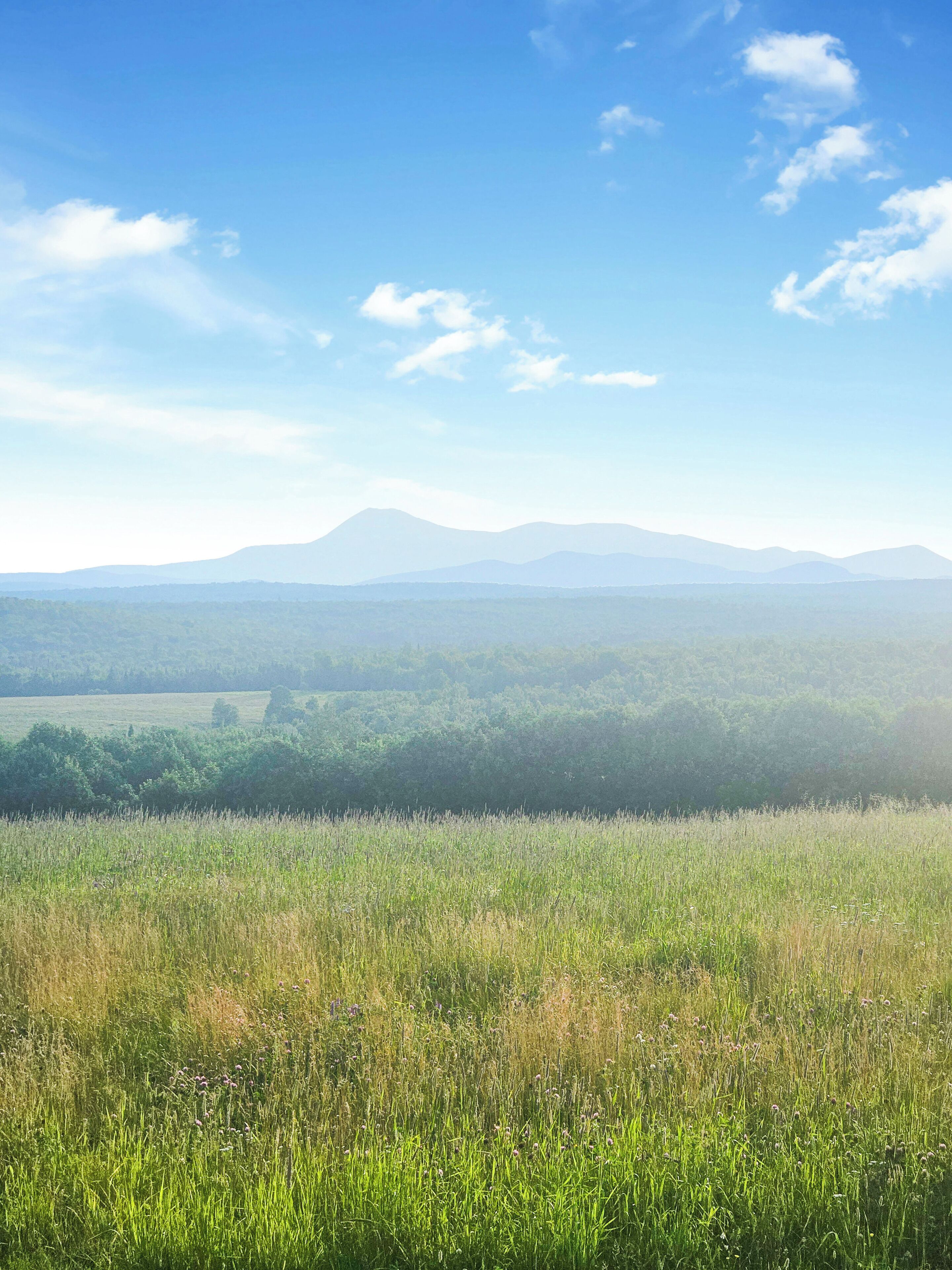 A panoramic view of a natural landscape with a mountain range in the distance and a field of tall grass in the foreground.