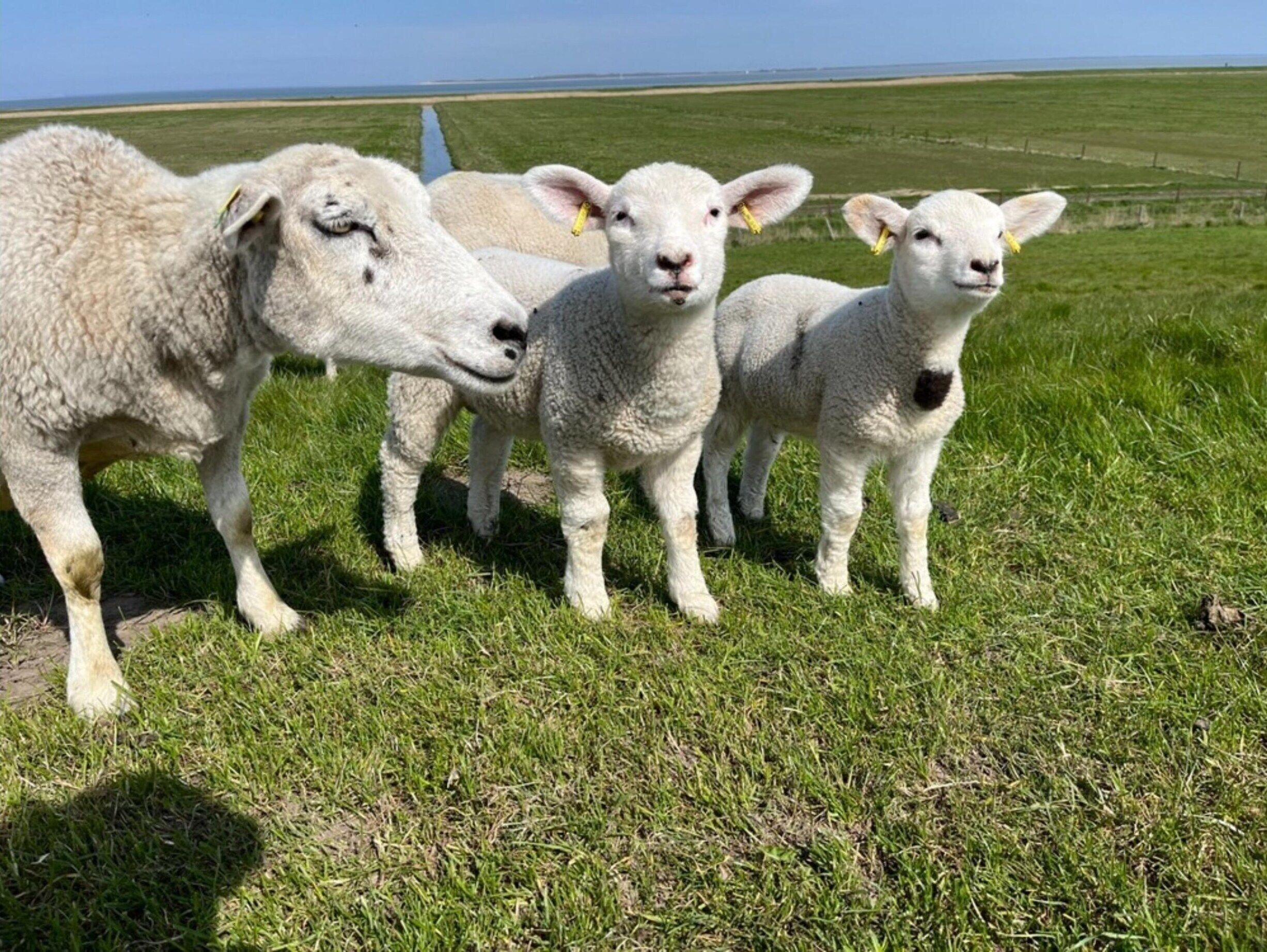 Un champ herbeux, avec une clôture et une étendue d’eau en arrière-plan.