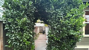 Un sendero de piedra que atraviesa un arco exuberante de follaje verde.