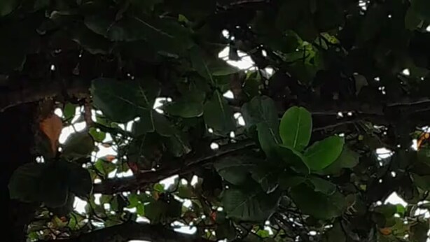 Una playa con terreno rocoso y un árbol en primer plano.