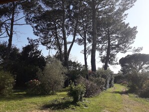 Property grounds - Le Petiou landais (Soustons)