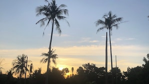 Una vista al atardecer con altas palmeras y un sendero de tierra.