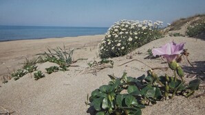 House | Beach - 6-person Holiday Home in Renesse (Renesse)