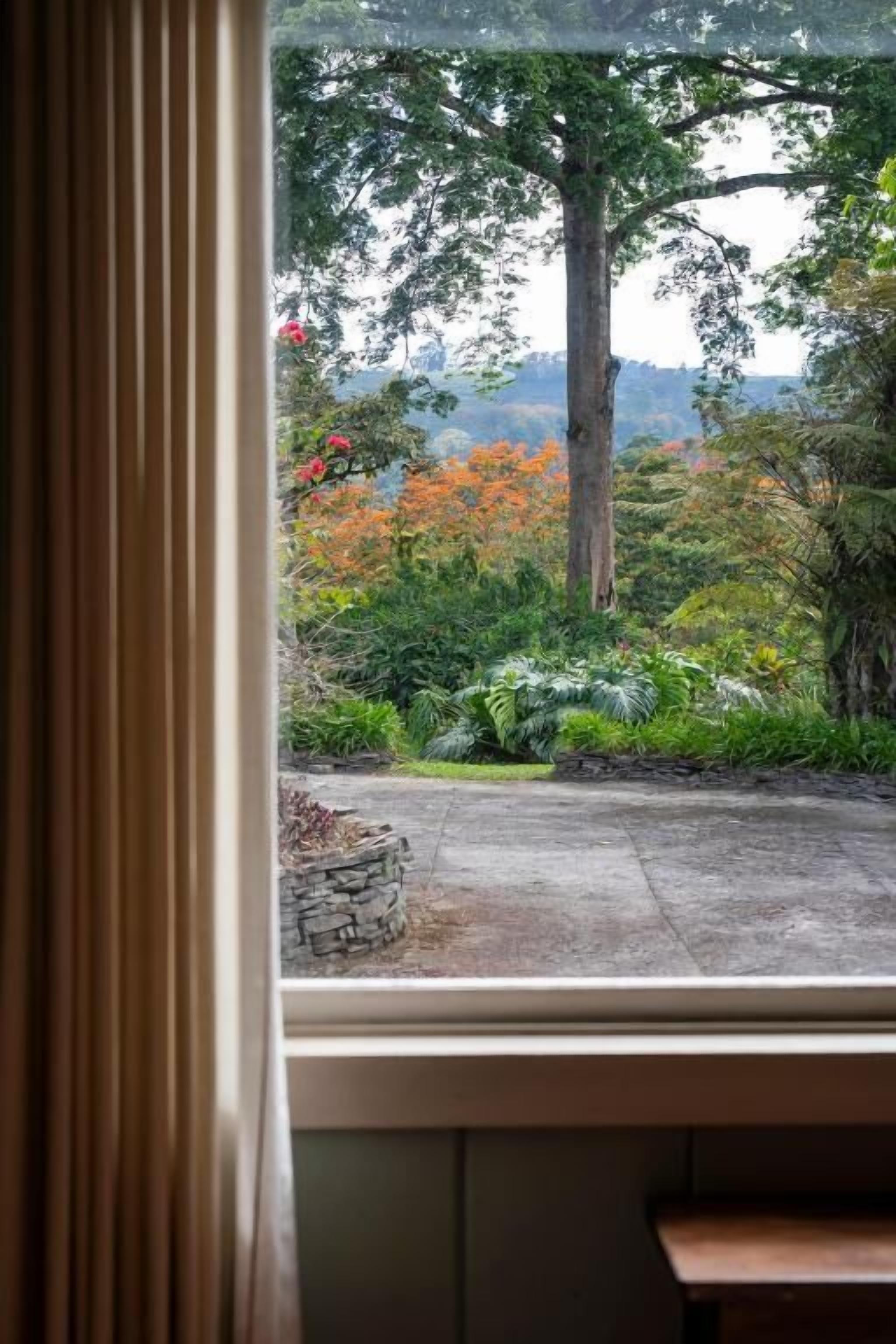 Visão pela janela com cortina, mostrando um jardim com diversas plantas e uma árvore grande.