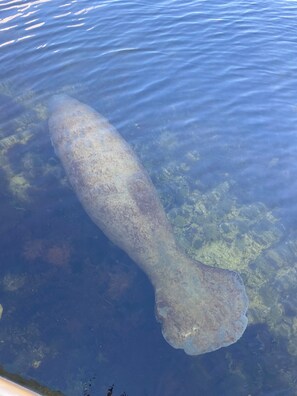 Miscellaneous - Tropical Paradise in the Florida Keys (Key Largo)