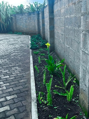 A paved pathway leading to a garden area with a concrete wall and various plants, including ferns and a yellow flower.