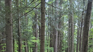 Metsäinen alue, jossa on sorapolkua ja nuotiopaikka, jonka ympärillä on puunrunkoja ja kiviä.