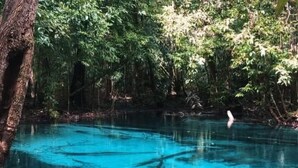 Ein natürlicher Pool, umgeben von dichtem Grün.