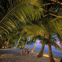 Una playa con palmeras y un banco de madera.