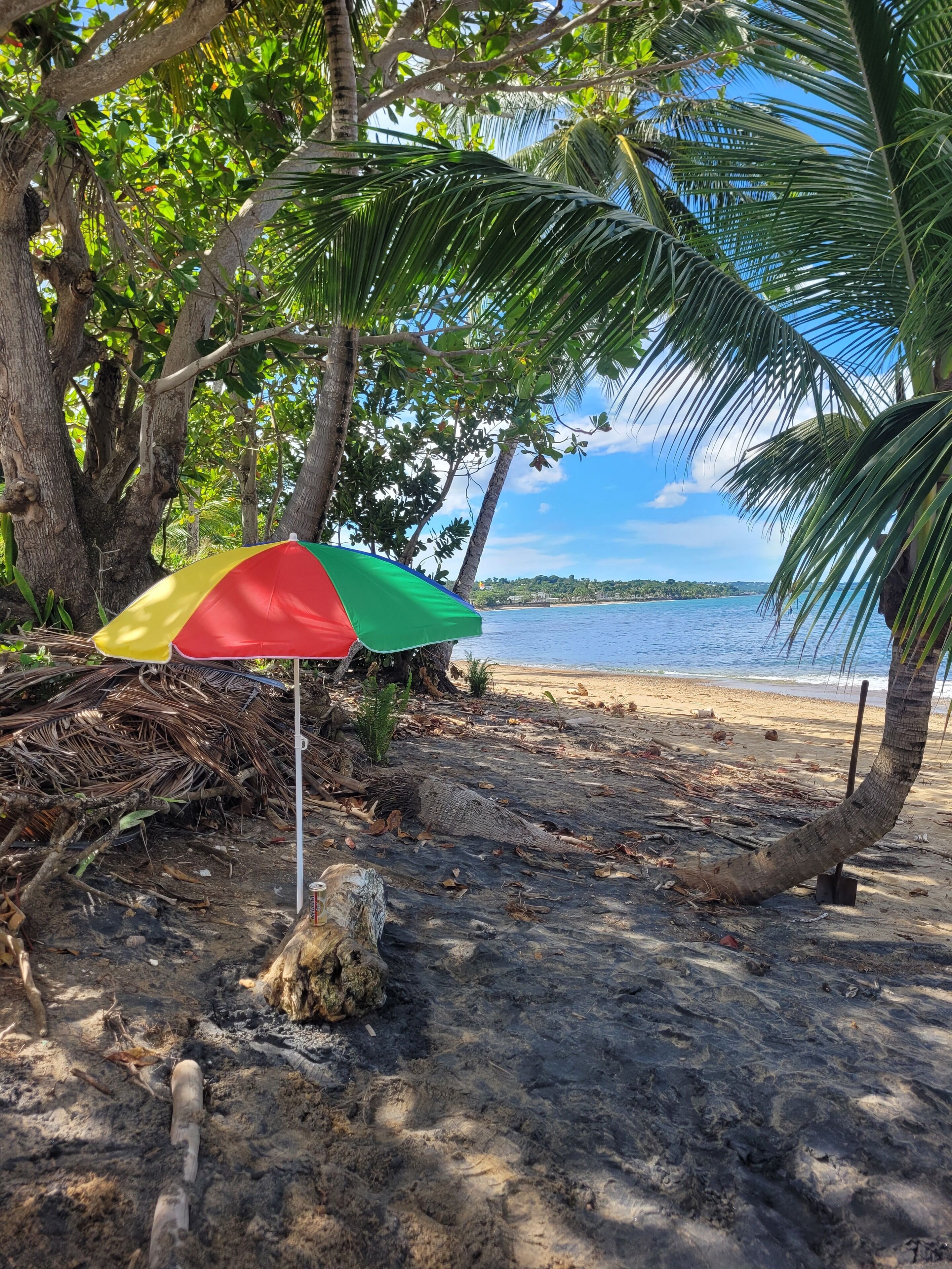 A beach with a colorful umbrella, palm trees, and a clear view of the ocean.