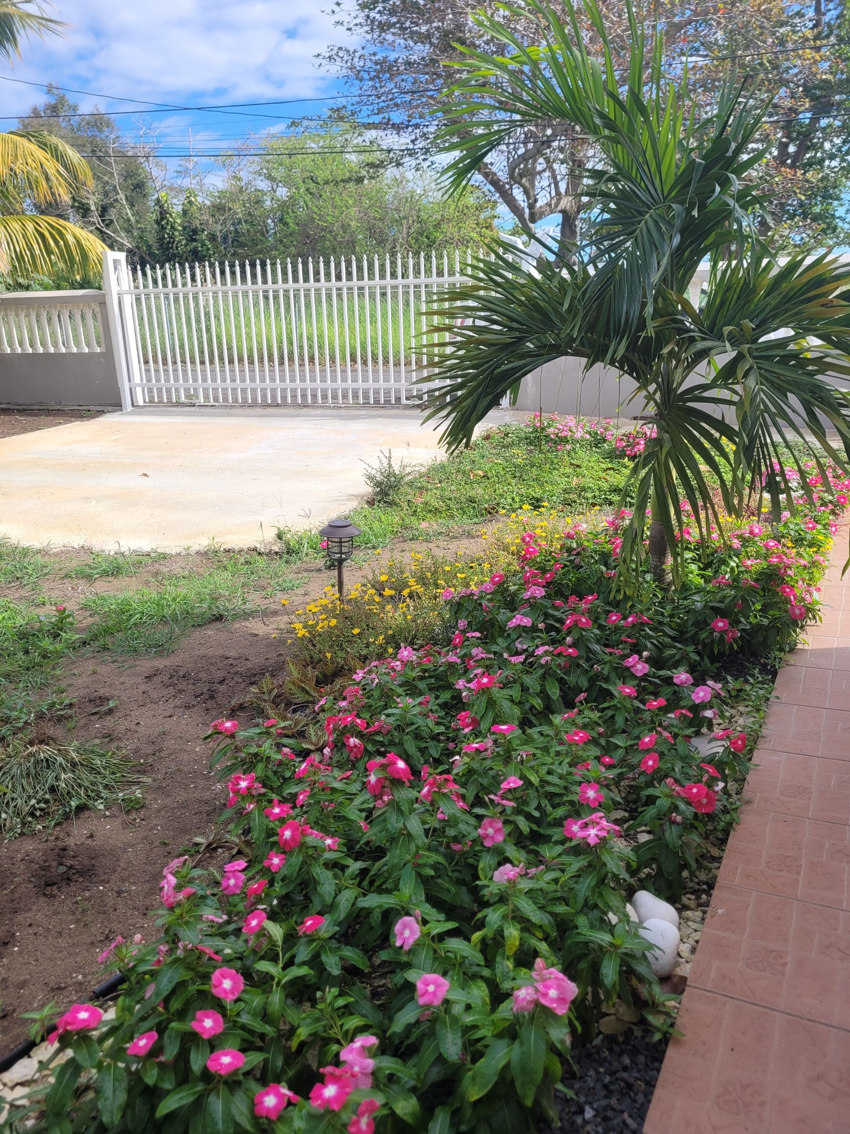 Un jardin où l’on trouve une grande variété de fleurs et un palmier.