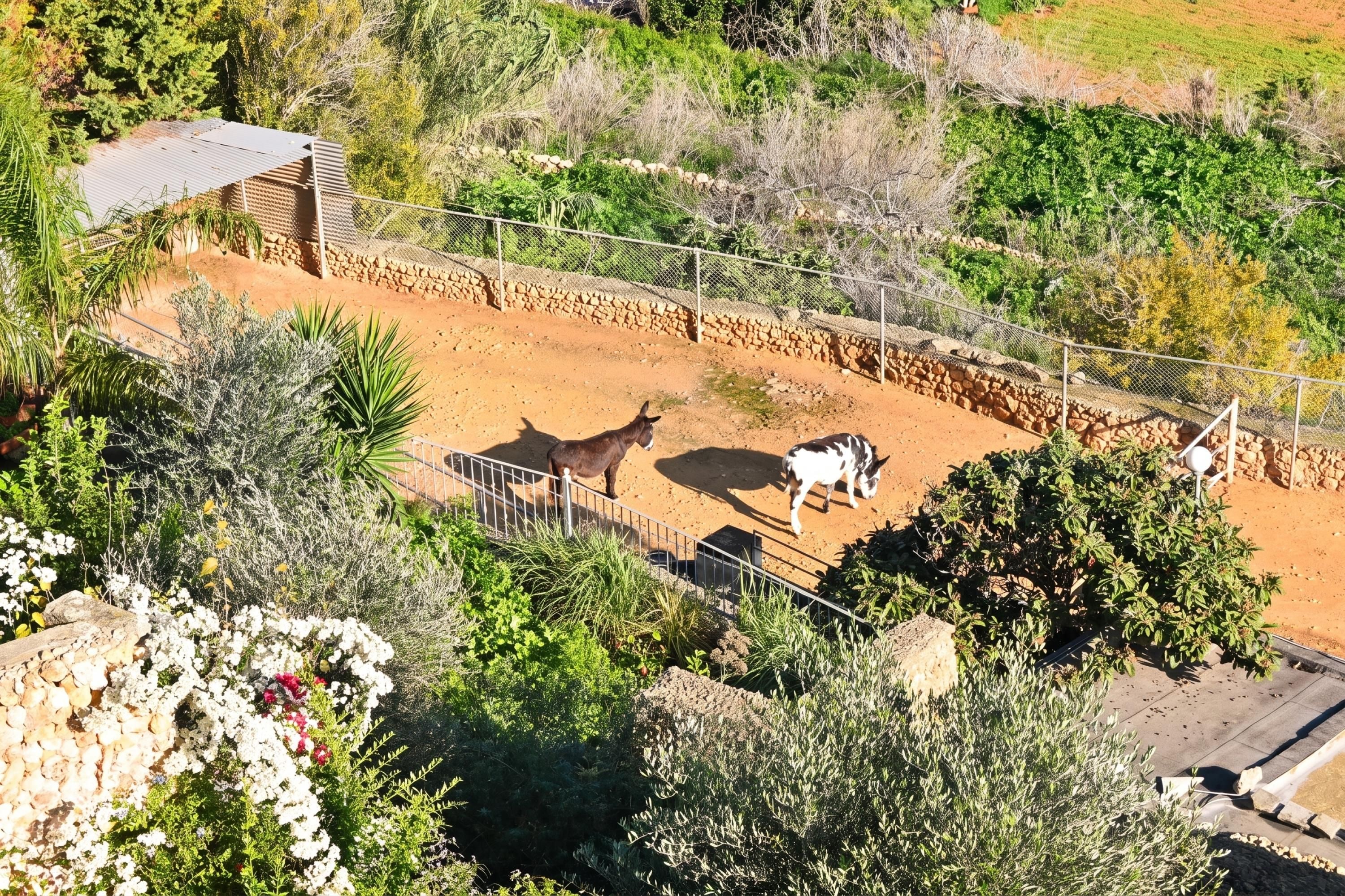 Un recinto cercado con dos burros y una cebra, rodeado de vegetación y un muro de piedra.