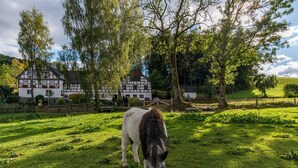 Un cheval broute dans un champ verdoyant, avec une maison traditionnelle en arrière-plan.
