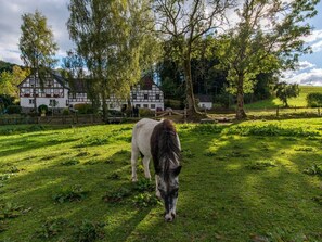 Property grounds - Apartment Storchennest (Eslohe (Sauerland))