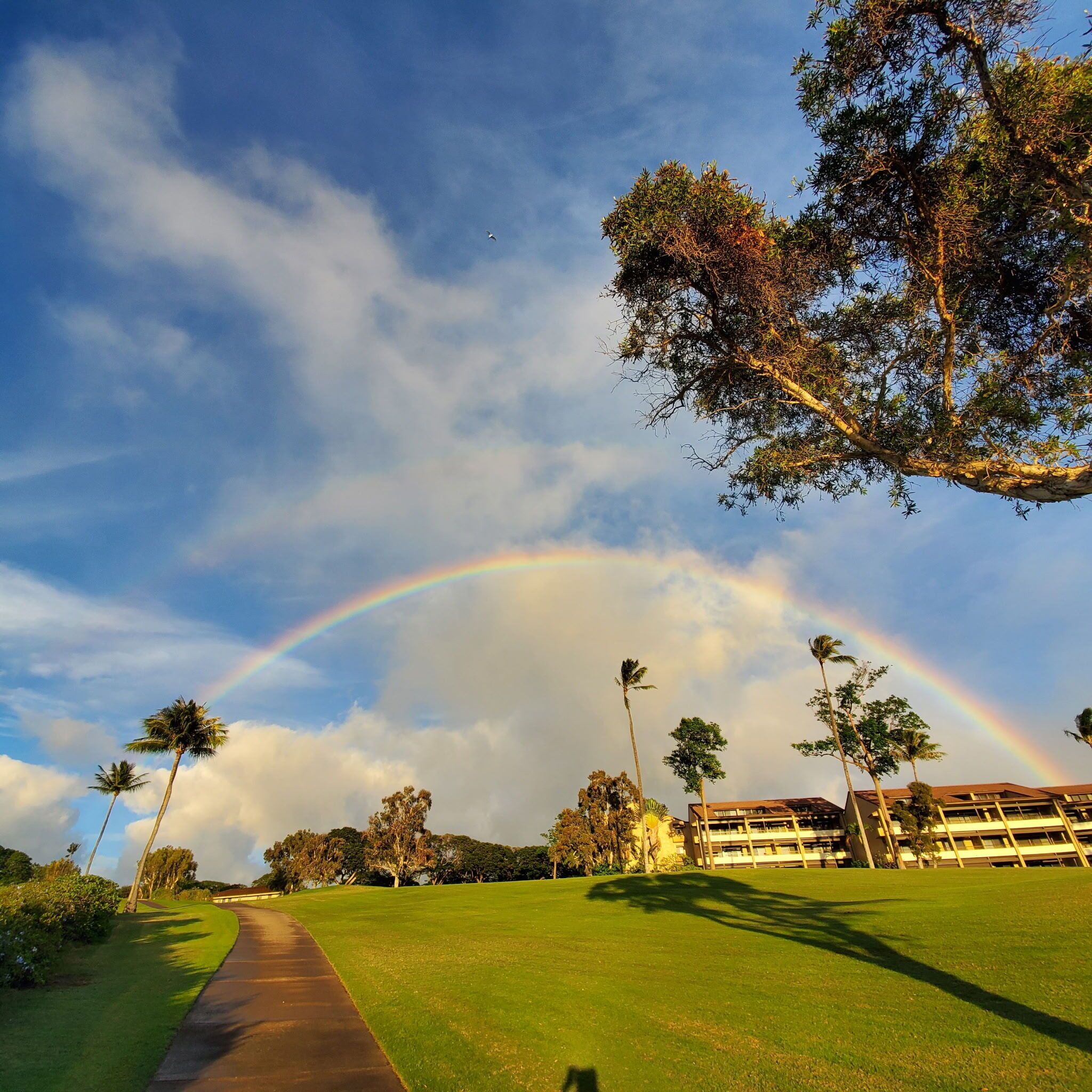 A pathway leading to a building with a large tree and a rainbow in the sky.