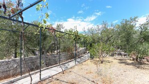 Ein Weinberg mit Rebenreihen, die von Metallkonstruktionen gestützt werden, einer Steinmauer und trockenem Gras.