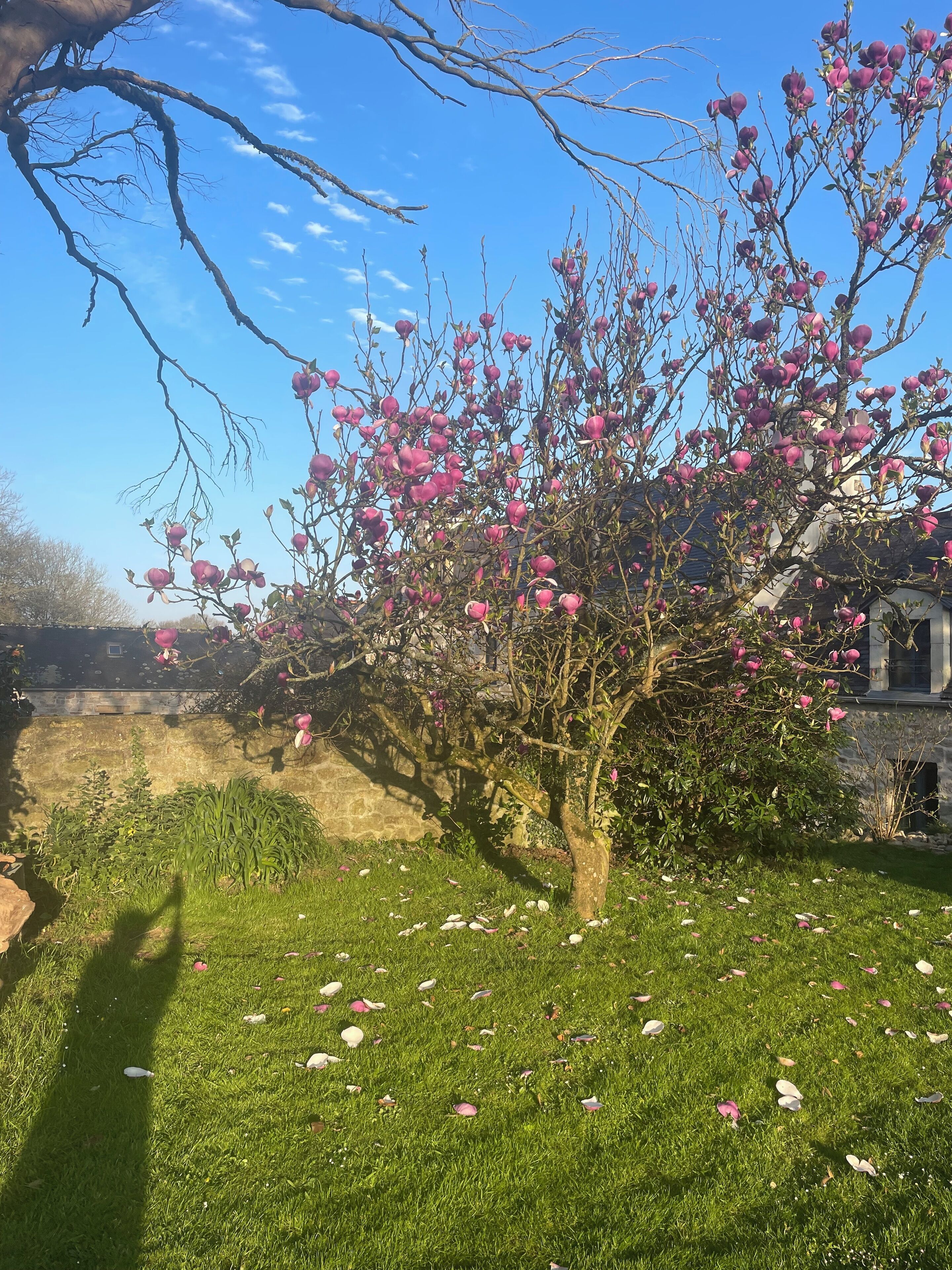 A garden with a tree bearing pink flowers, a stone wall, and a grassy area with scattered petals.