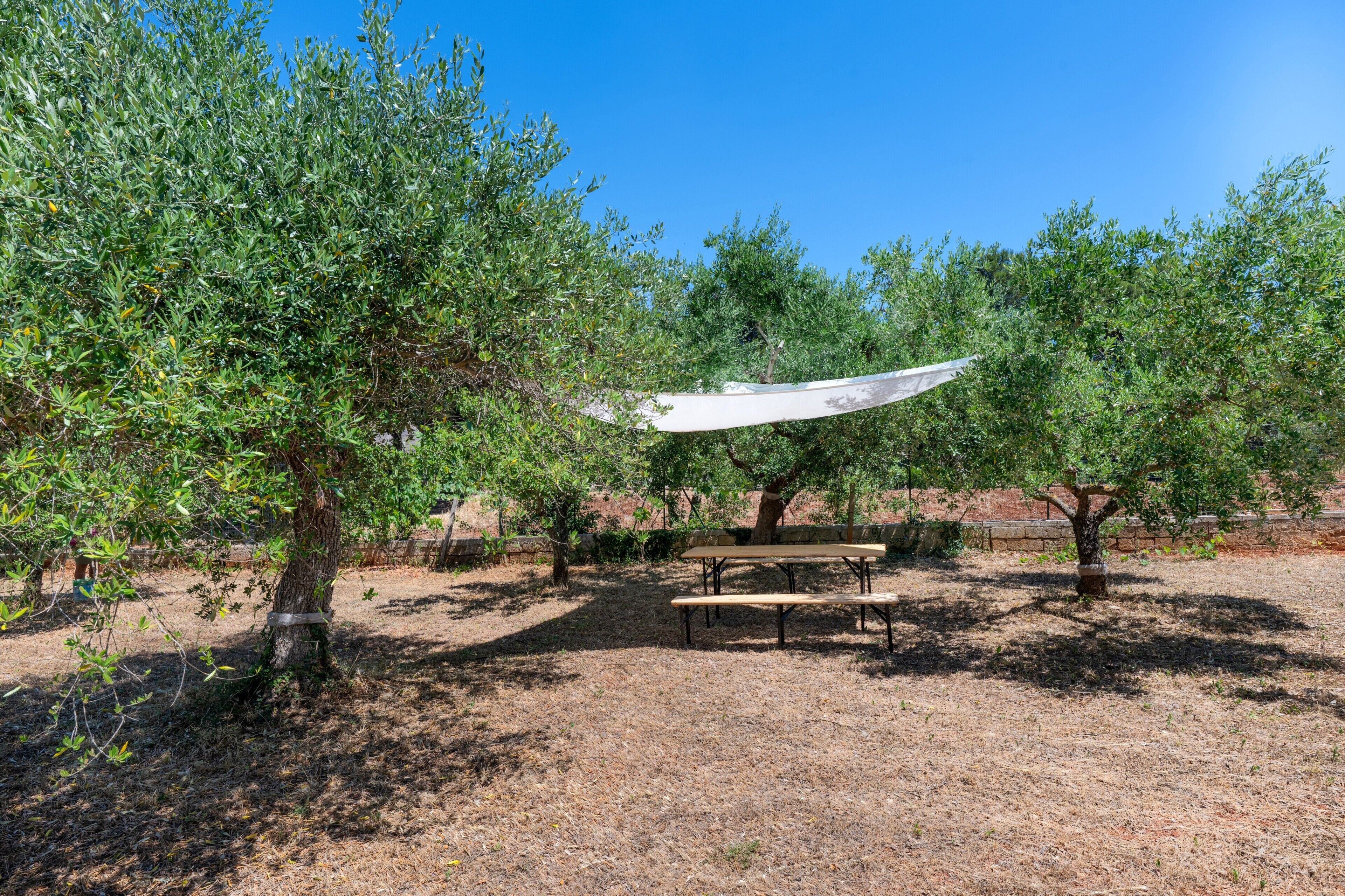 An outdoor area with a picnic table surrounded by olive trees.