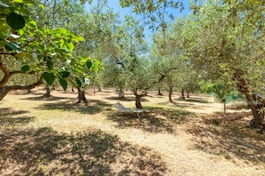 An orchard with trees, a bench, and a clear sky. - Suite 'Masseria Latorre - Suite il Vecchio Pozzo' with Garden, Wi-Fi and Air Conditioning (Locorotondo)