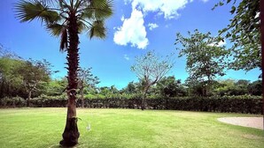 Ein gepflegter Rasen mit einer Palme und einer Hecke im Hintergrund.