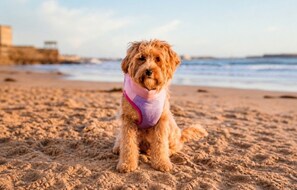 Un chien sur une plage de sable, avec un ciel dégagé et une mer calme en arrière-plan.