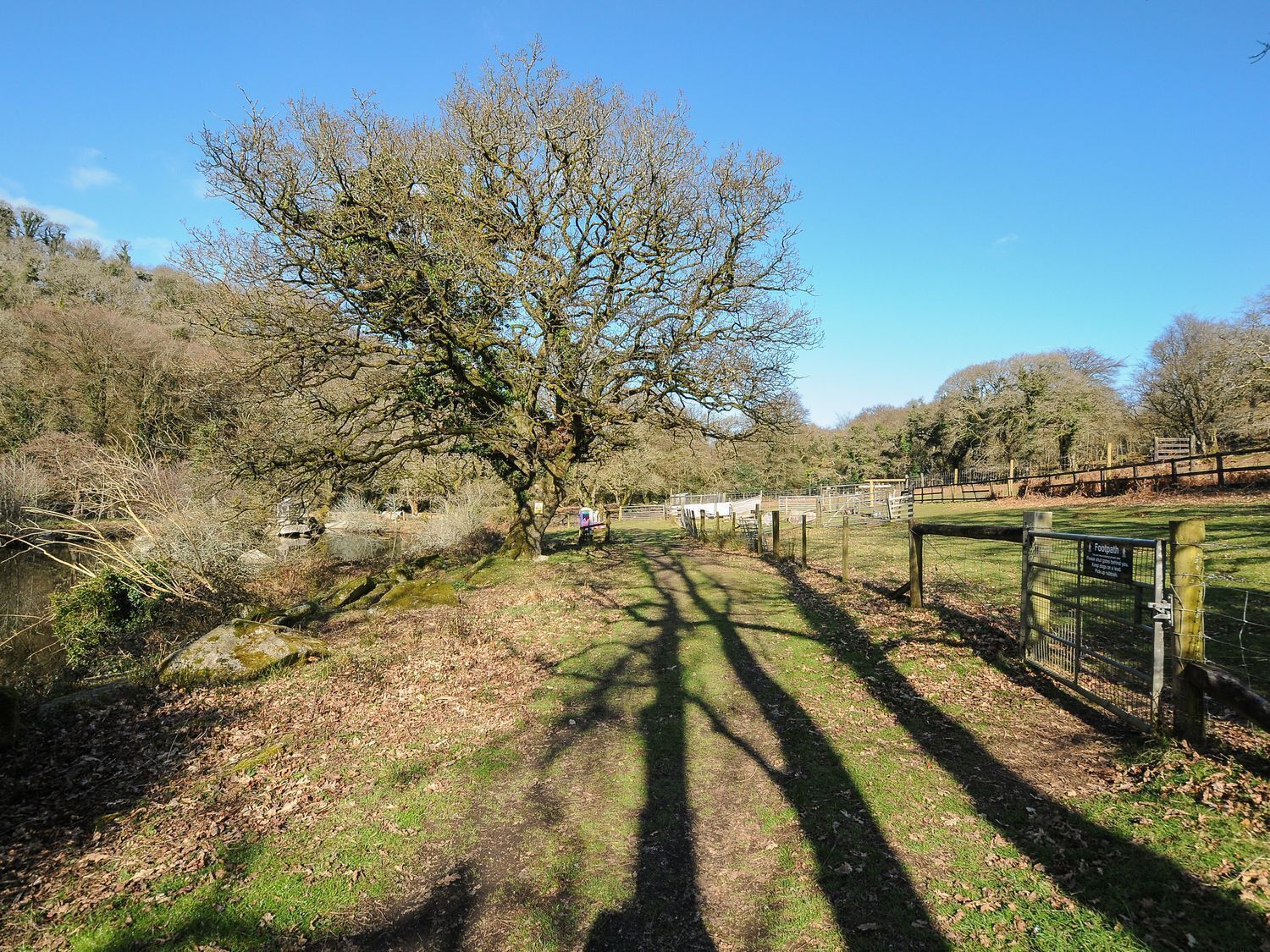 A rural landscape with a large tree, a fenced area, and a clear sky.