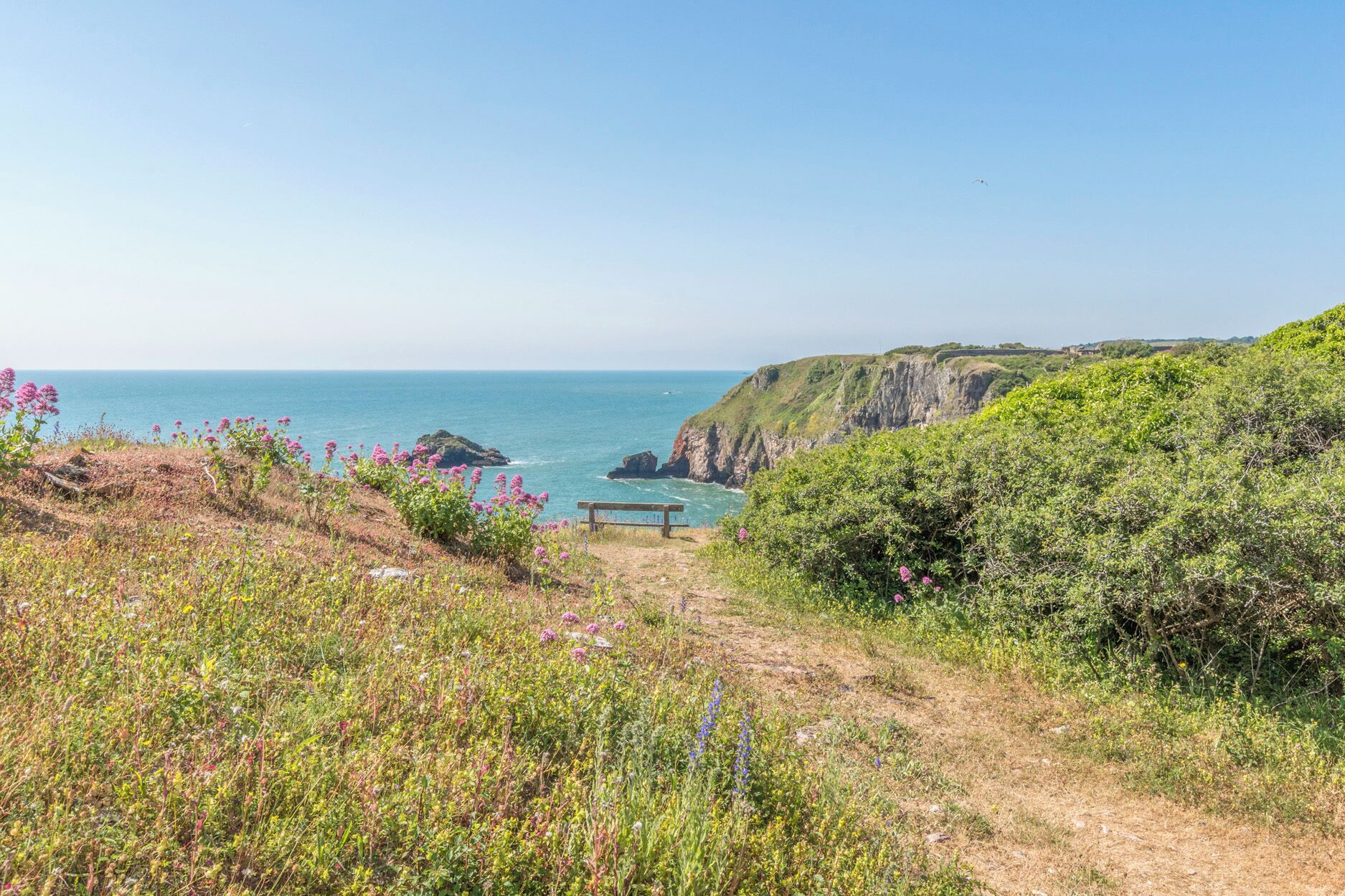 Un sentier côtier avec un banc donnant sur la mer, entouré de verdure et de fleurs sauvages.