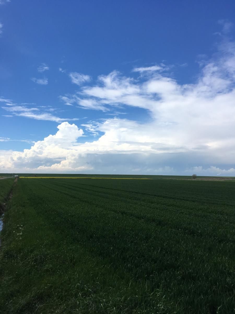 A vast green field under a clear blue sky with scattered clouds.