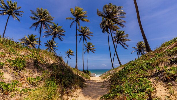 A pathway leading to a beach with palm trees on both sides. - Casa com Hidro Piscina e Churrasqueira - Jacu pe (Camaçari)